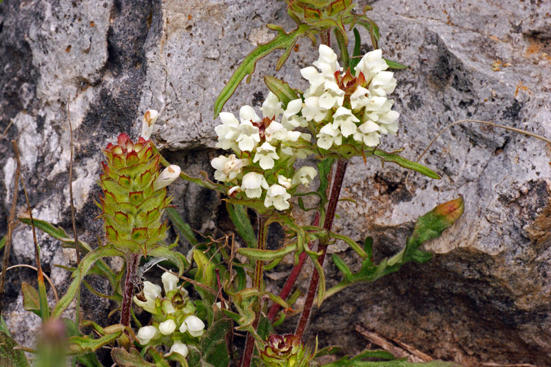 Prunella laciniata / Prunella gialla